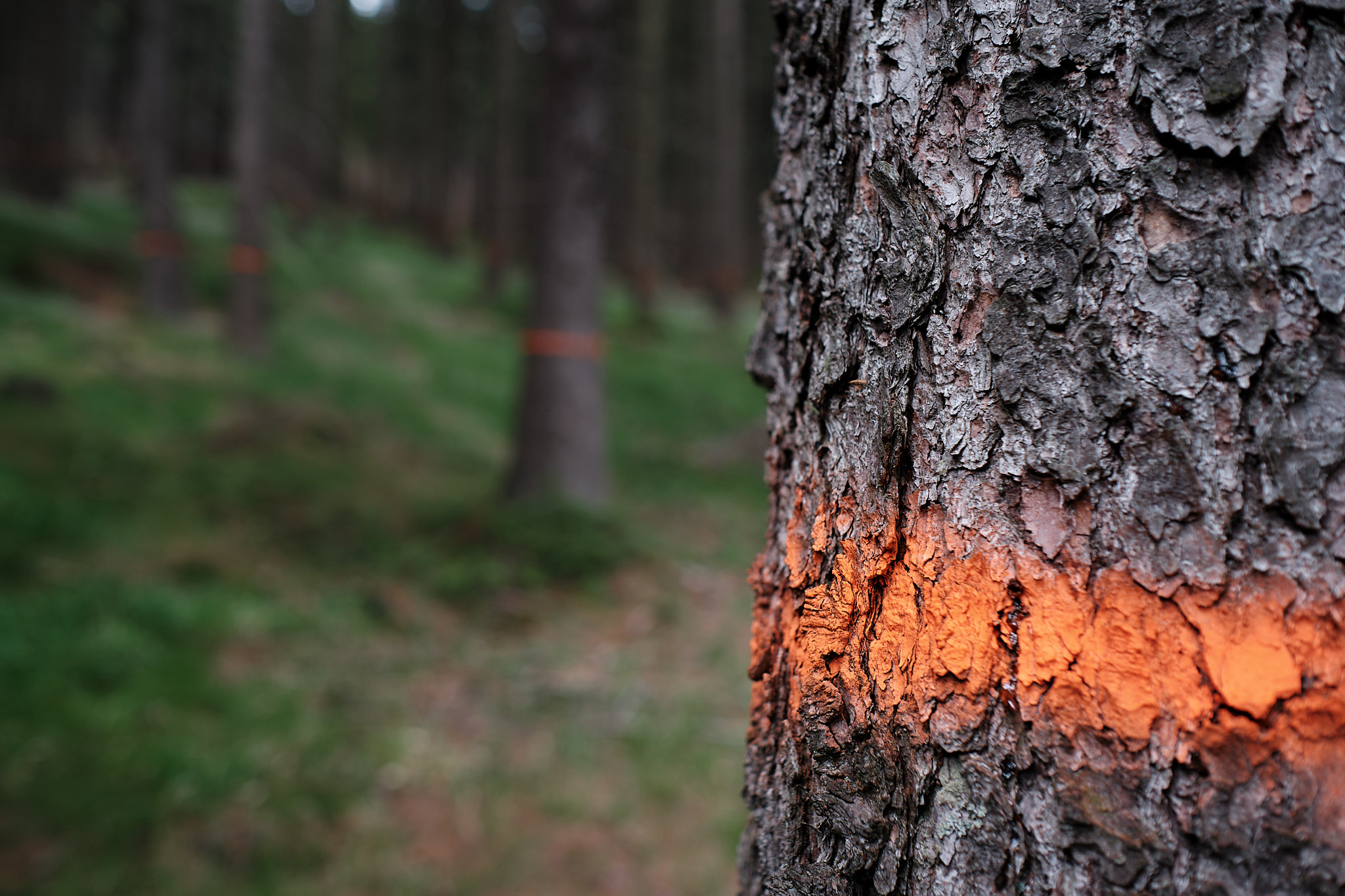 Michael Benthack   Harz ein langsamer Neubeginn